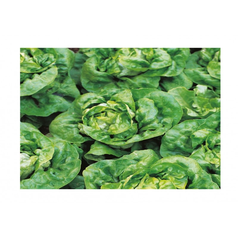 Kings Lettuce Arctic King